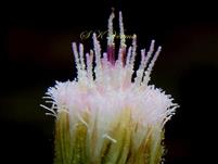  Capitulum with involucre